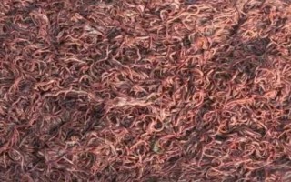 蚯蚓的养殖方法，是最常见的环节动物之一