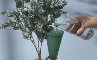 家庭大型盆栽常绿植物推荐,常见的有千年木、心叶藤和鸭脚木等
