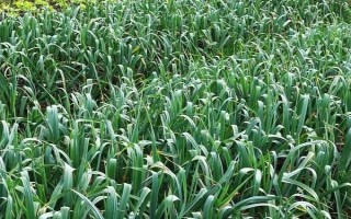 北方大蒜什么时候种植，多集中在9月份左右