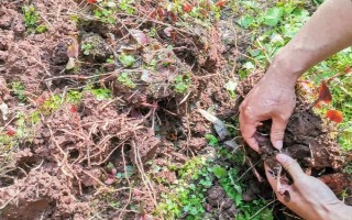 鱼腥草怎么种植，按照20厘米的间距定植根茎