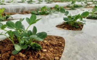 花生在几月播种，在4-5月的时候种植