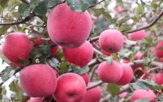 苹果种子如何催芽，到10月下旬浸泡种子