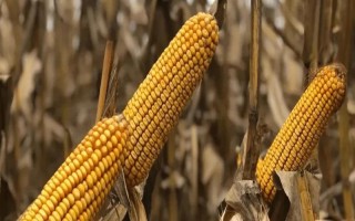 凯育8玉米种子特征特性，适宜播期为6月26日之前