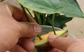 能否用椰糠种植白掌，保水和保肥性较好适合作为种植基质