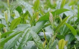 金骏眉是什么茶，属于红茶