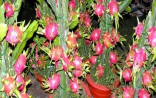 火龙果能否盆栽养殖，可以盆栽但不宜入土太深