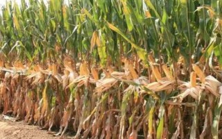 迪卡1627玉米种简介，出苗至成熟大概要117天