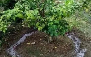 华美七号柑橘何时成熟，果实在10月中旬即成熟