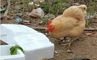 鸡能吃泡沫吗，鸡不可以吃泡沫