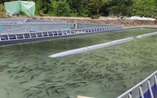 养殖鳜鱼的条件,池塘水源要充足、干净、温度适宜