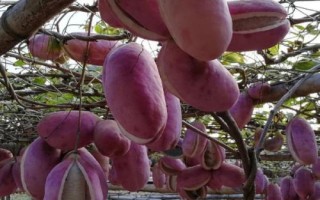 还没熟的八月瓜能不能吃，尚未成熟不可食用