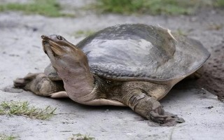 甲鱼不吃东西的原因，可能是突然转换环境导致的