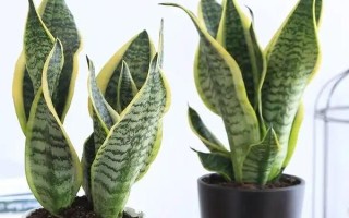 虎皮兰的叶片为何又软又皱，可能是光照过强、水分过多、缺少营养等原因所导致