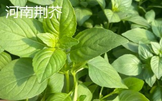 河南荆芥在几月份种植，可以在春季4月份种植