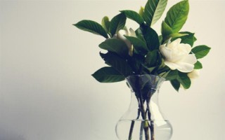 栀子花的水养方法,春秋季节每个星期换一次水