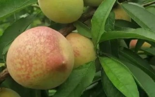 好吃的桃子品种有哪些，鹰嘴桃、砀山黄桃、水蜜桃、黄金油桃等品种的口感比较好