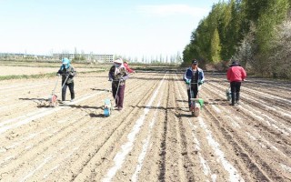 玉米的生长历程，从播种期到成熟期需经历4个阶段