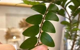 吊钟树怎么水培，要每隔一周更换一次清水