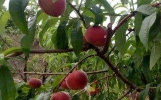 红冠桃的产地,目前主产于山东省辉渠镇