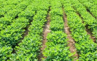 花生踩一脚的时间,一般为7-8月份