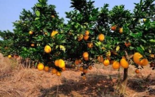 脐橙肥水管理技术，不同生长阶段所需肥不同