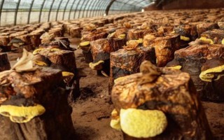 桑黄的种植技术,最佳的出菇温度在25-30℃之间