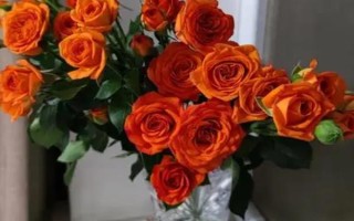 橙芭比的花语，寓意神秘的爱、羞怯等