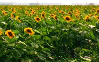 葵花怎么使用硼肥，播种前可用硼肥浸种