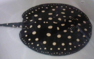 魟鱼有没有毒,黑白魟鱼属于有毒品种