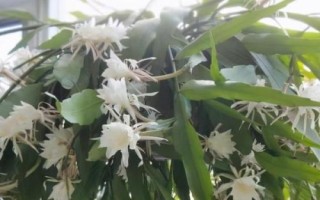 养殖昙花的注意事项，花期应注意保持充足的光照