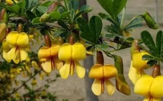 锦鸡儿的常见的栽培品种,常见的有红花锦鸡儿、小叶锦鸡儿等