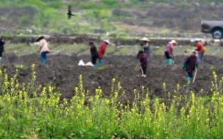 谷雨节气的农事谚语,要想庄稼好、管理要趁早