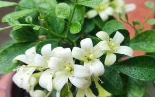 九里香如何养殖，养殖时应用排水性好的沙质土