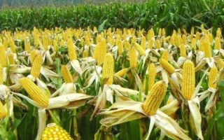先单8号玉米品种简介,出苗至成熟134天