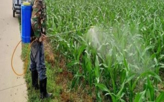 玉米大斑病怎么防治，可喷施多菌灵、百菌清等药剂