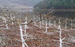 苹果树冻害的原因,气温土壤骤降会导致冻害