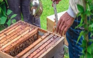 蜂群合并后会不会咬蜂王，蜂群并不互通、合并后可能会咬蜂王