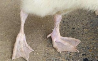 鹅脚关节肿胀发热的原因，病毒性关节炎会导致鹅无法站立