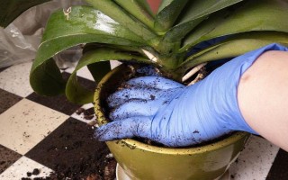 好听又有深意的植物，常见的有紫珠、玉簪、流苏等