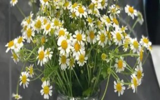 小雏菊鲜花的养护方法，每天接受5-6小时的散射光照