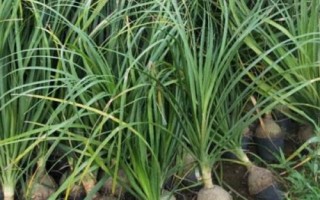 酒瓶兰怎么养殖，下午要让幼苗接受光照