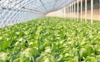 大棚蔬菜种植技术管理，浇水一次不可浇太多