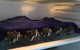 螃蟹在家里怎么养殖,可以用鱼缸养