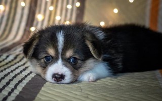 幼犬30天断奶后吃什么东西，建议喂食宠物专用的羊奶粉