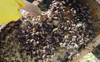 分蜂的前兆，蜂群安静的时间会变得越来越多