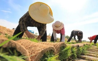 水稻插秧后多久分蘖，插秧后20-25天发生的分蘖