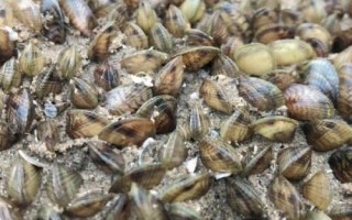 什么是海瓜子，属于贻贝科、肌蛤属软体动物