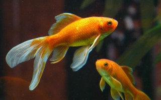 金鱼喜欢阳光还是阴凉，总体上金鱼是比较喜阴的