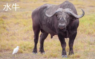 黄牛和水牛有什么区别，外形、体型、习性均不同