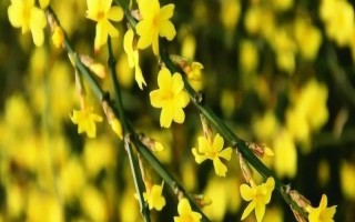 代表立春的花卉，迎春花具有代表性